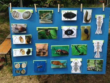 Tiere im Teich entdecken: Beim Tag der offenen Tür im Ökologischen Lerngarten der PHKA am Adenauerring. Foto: Dorothee Benkowitz