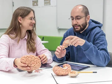 Dozent und Studierende betrachten das Modell eines menschlichen Gehirns
