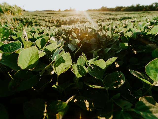 Sojaanbau: Das Forschungsprojekt GeoLoT hat Unterrichtseinheiten zu diesem Thema entwickelt. Foto: Meredith Petrick auf unsplash