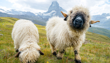 Schafe in Berglandschaft Zwei Schafe grasen auf einer Wiesw vor einer Berglandschaft.