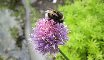Natur entdecken: Beim Tag der offenen Tür im Ökologischen Lerngarten der PHKA am Adenauerring. Foto: Dorothee Benkowitz
